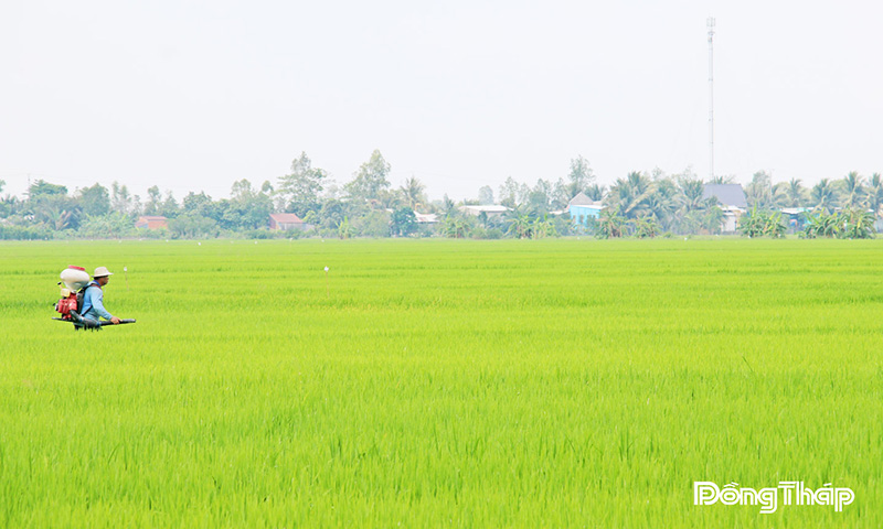 Nông dân Hợp tác xã Dịch vụ nông nghiệp Thắng Lợi chú trọng phát triển sản xuất lúa theo hướng bền vững.