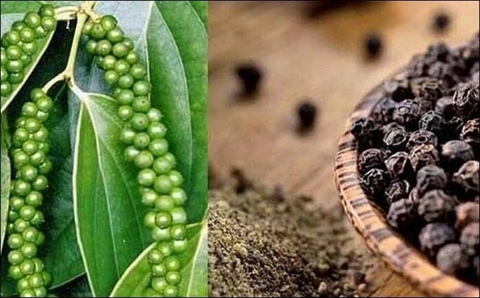 Hồ tiêu hữu cơ có sức mua ổn định trên thị trường trong nước và quốc tế.
