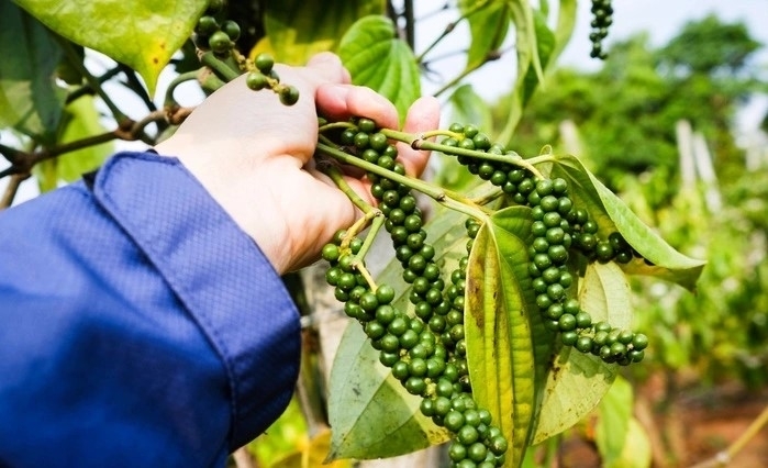 Việt Nam chiếm khoảng 40% tổng sản lượng và gần 55% kim ngạch xuất khẩu hồ tiêu toàn cầu.