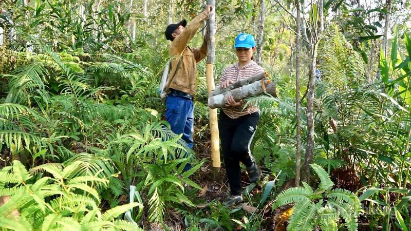 TP. Đà Nẵng kế thừa những chương trình phát triển dược liệu tai Tây Quảng Nam