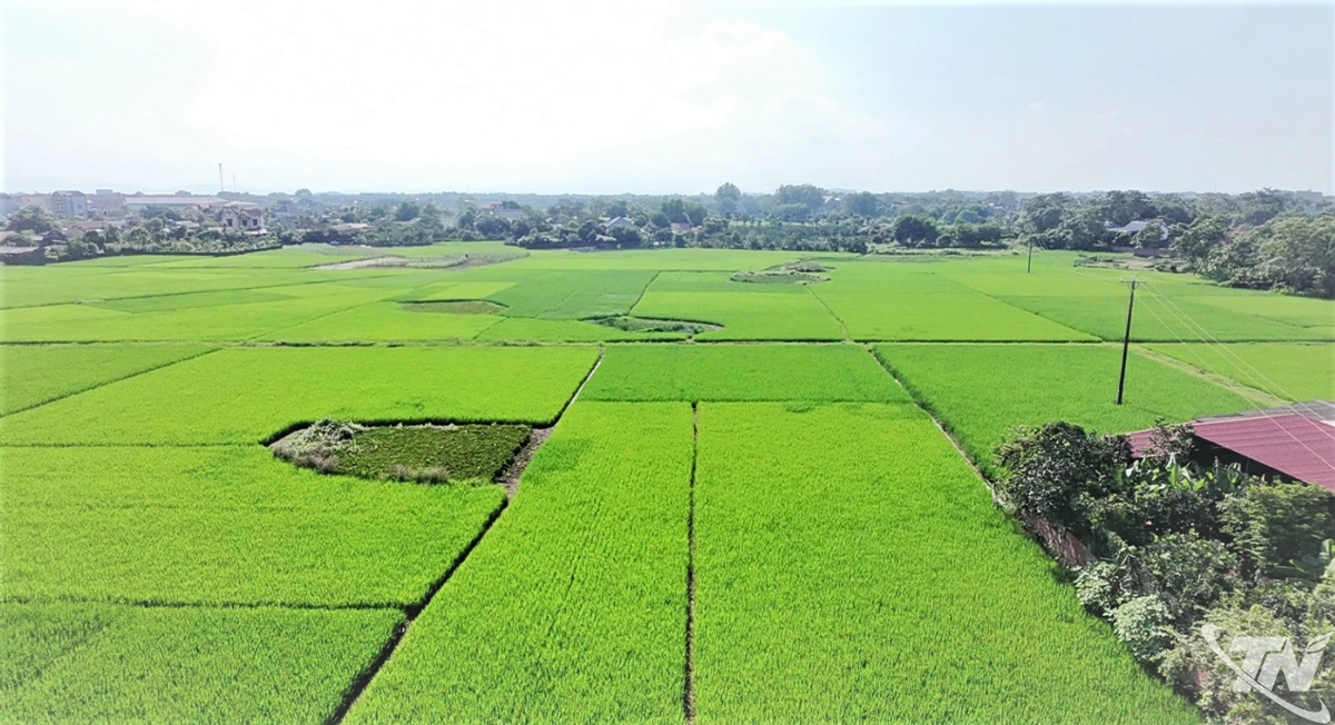 Cánh đồng lúa xã Kha Sơn canh tác tập trung đem lại hiệu quả kinh tế cao.
