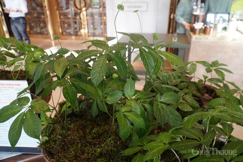 Khu vực phía Tây Đà Nẵng có tiềm năng lớn phát triển công nghiệp dược liệu