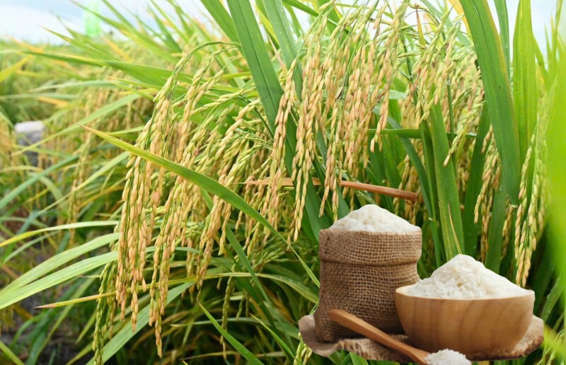 Giá lúa gạo hôm nay ngày 22/9: Gạo bình ổn, lúa tươi chững giá. Ảnh: Thanh Minh.