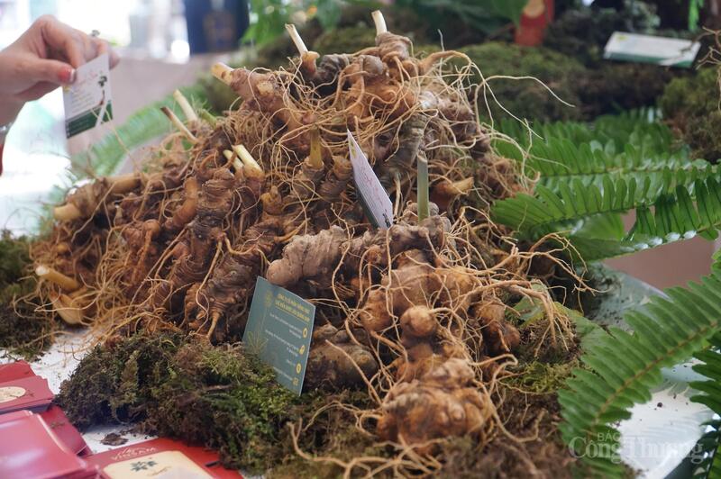 TP. Đà Nẵng nghiên cứu xây dựng Trung tâm nghiên cứu chế biến sâu dược liệu miền Trung. Trong ảnh: Sâm Ngọc Linh