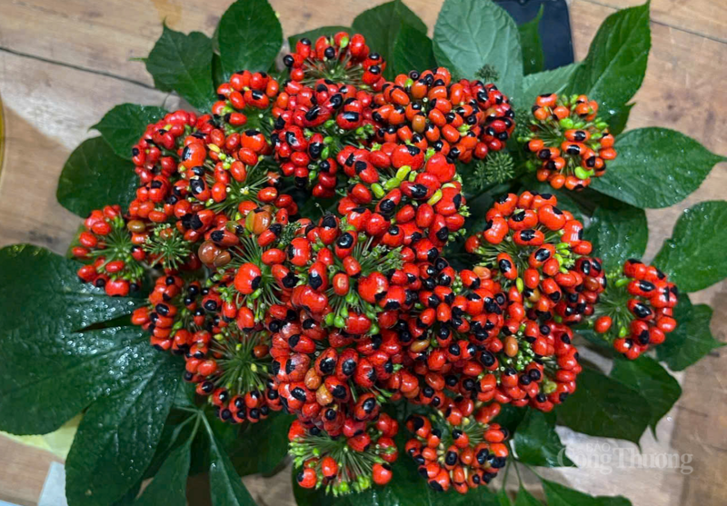 Xã Trà Linh đặt mục tiêu trở thành trung tâm công nghiệp dược liệu trọng điểm của TP. Đà Nẵng và khu vực miền Trung – Tây Nguyên, với sâm Ngọc Linh là cây chủ lực