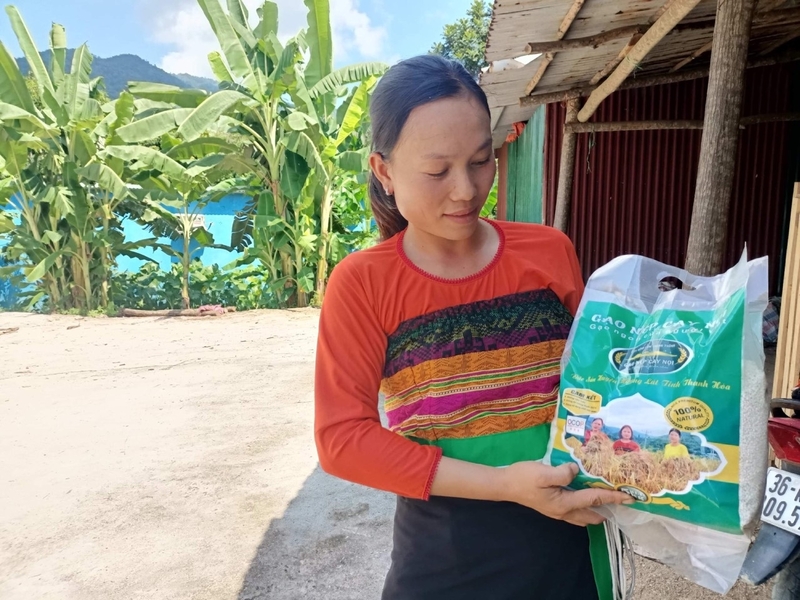 Lúa nếp Cay Nọi của đồng bào dân tộc miền núi tỉnh Thanh Hoá. Ảnh minh hoạ