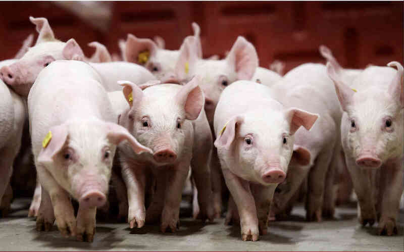 Chăn nuôi heo tại trang trại, nguồn cung quan trọng của thị trường trong nước