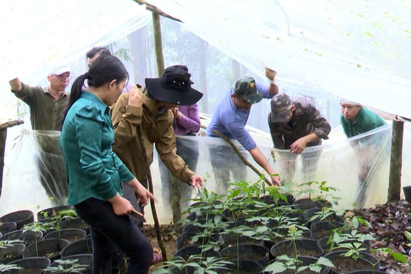 Xã Xốp định hướng mở rộng diện tích mắc ca, dược liệu, đặc biệt là sâm Ngọc Linh để cùng với các xã lân cận hình thành vùng dược liệu trọng điểm của khu vực. Ảnh: UBND Xã Xốp
