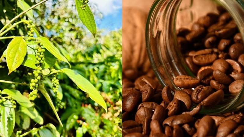 Giá hồ tiêu và giá cà phê hôm nay đồng loạt tăng.