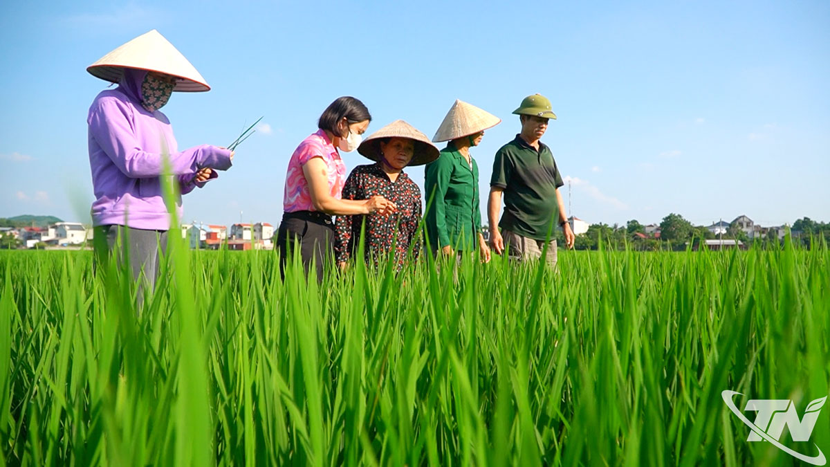 Người dân được tập huấn kỹ thuật trồng và chăm sóc lúa, giúp nâng cao năng suất và chất lượng.