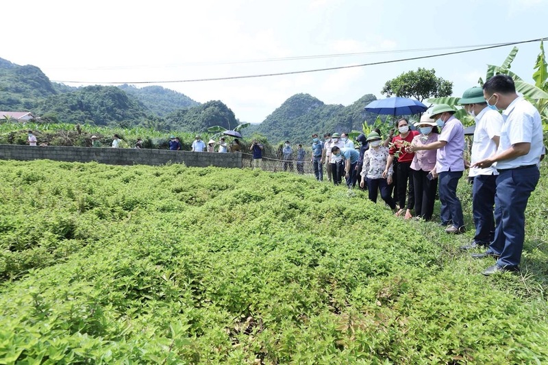 Tỉnh Lạng Sơn đã tập trung phát triển các vùng cây trồng chủ lực, thế mạnh của địa phương