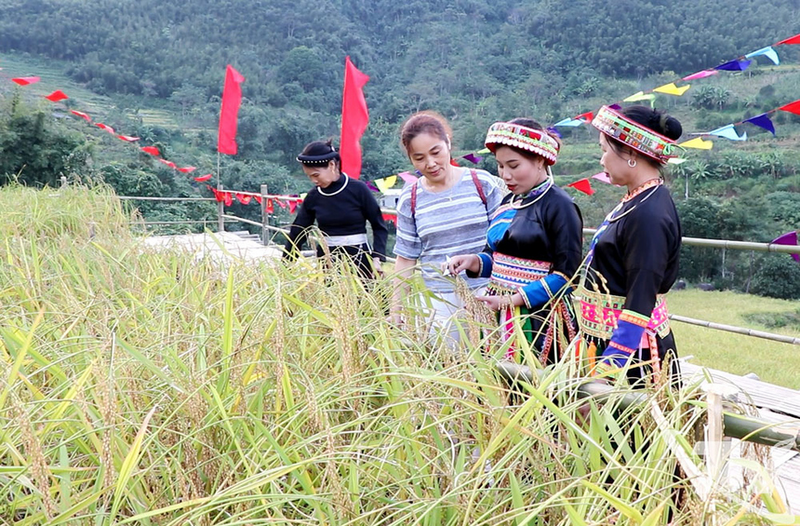 Gạo Nếp Tài là sản phẩm tiêu biểu của bà con xã Thượng Minh