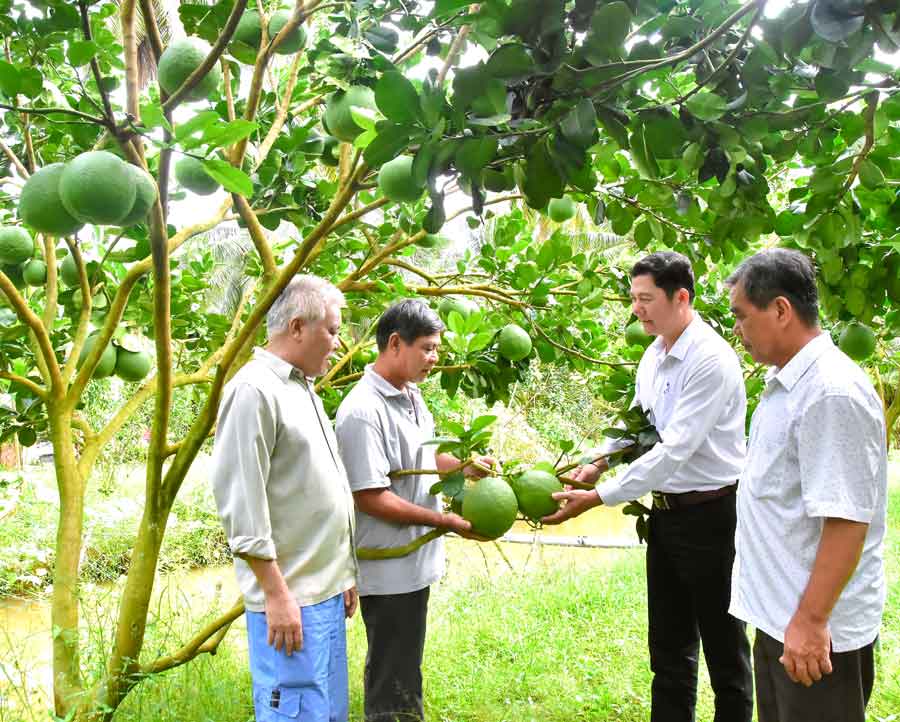 Cán bộ hội tham quan vườn bưởi da xanh của ông Nguyễn Văn Chút tại ấp Số 7.