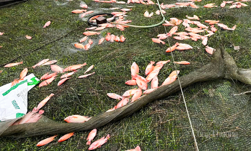 Theo thông tin ban đầu, trong đêm ngày 28/9 đến rạng sáng ngày 29/9, khi bão số 10 đổ bộ Hà Tĩnh đã khiến hồ cá của anh Phạm Anh Tuấn (thôn Hoa Trung, xã Kỳ Hoa) bị ảnh hưởng. Thiệt hại ban đầu khoảng 20 tấn cá hồng và cá lăng. Ảnh: Phúc Sơn.