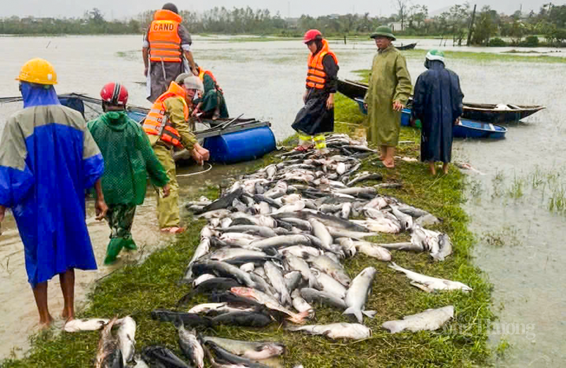 Sáng ngày 29/9, trả lời báo chí, ông Võ Tá Cương - Chủ tịch UBND xã Kỳ Hoa, Hà Tĩnh cho biết, do ảnh hưởng của bão số 10 khiến một gia đình trên địa bàn bị chết khoảng 20 tấn cá, thiệt hại ước tính 1 tỷ đồng. Ảnh: Phúc Sơn.