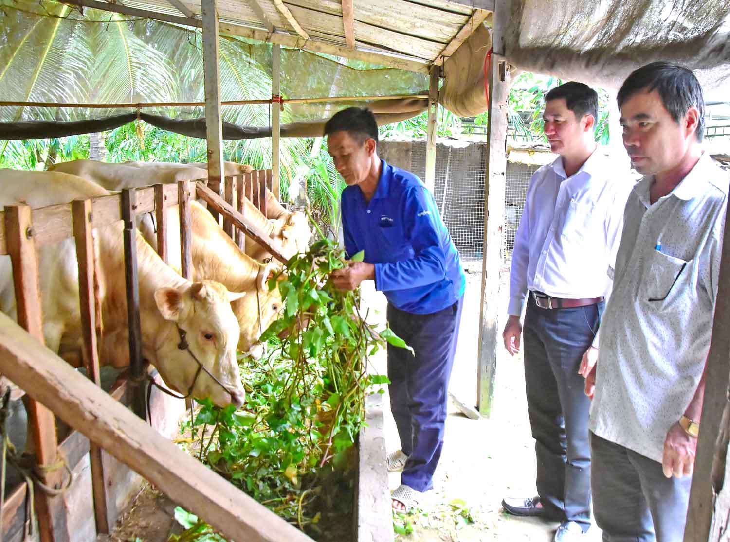Nhờ được hỗ trợ vốn vay, ông Nguyễn Văn Sen đầu tư nâng chất lượng đàn bò.