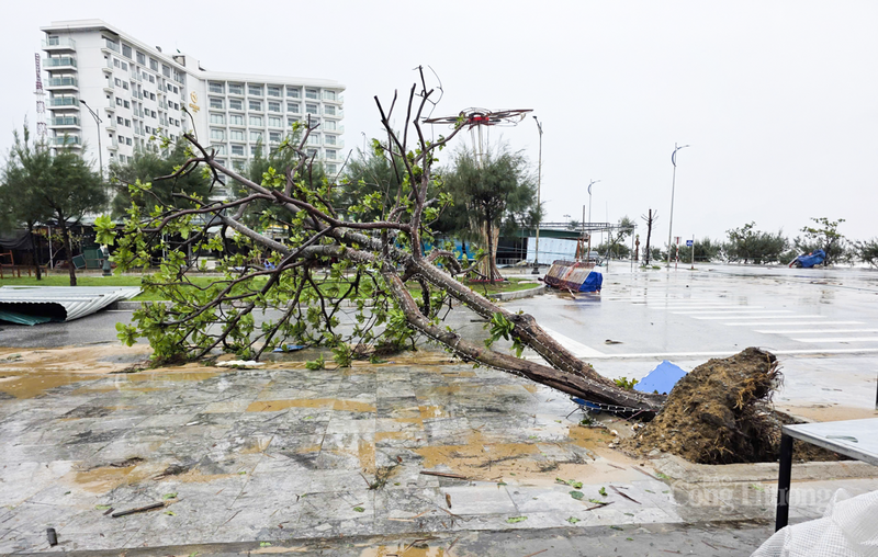 Cây xanh gãy đổ nằm la liệt dọc các tuyến đường.