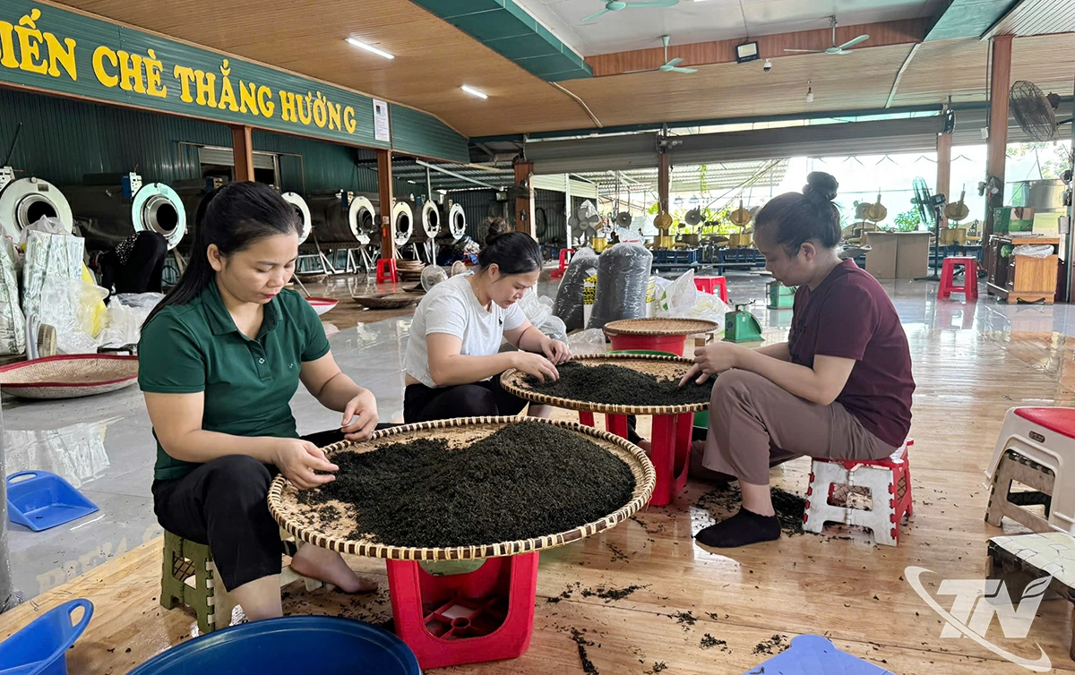 Mã số vùng trồng trở thành yếu tố quan trọng giúp nâng cao chất lượng trà Thái Nguyên.