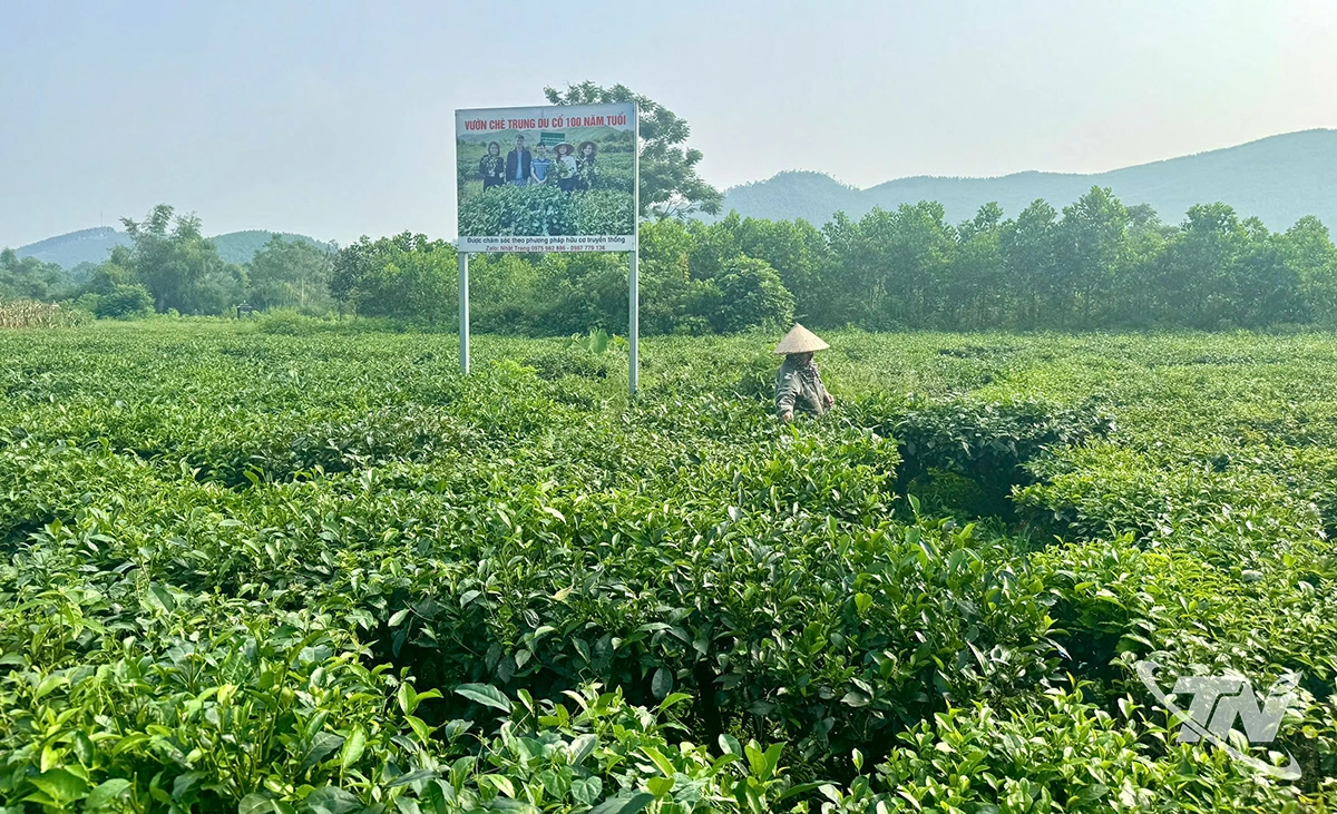 Nhiều doanh nghiệp, hợp tác xã chè ở Thái Nguyên đã chú trọng mở rộng diện tích được cấp mã số vùng trồng.