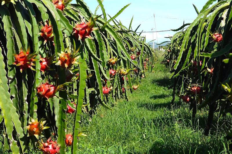 Vườn thanh long sản xuất theo tiêu chuẩn VietGAP ở Hàm Thuận Bắc.