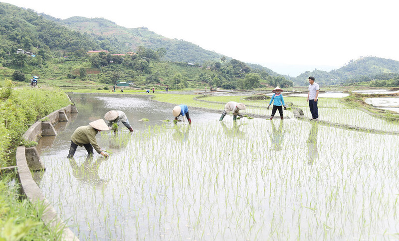 Bà con gieo cấy lúa Séng Cù ở Mường Vi. Ảnh minh họa