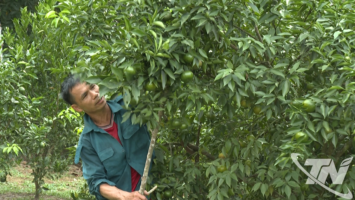 Ông Hoàng Văn Khang, xã Na Rì, sở hữu hơn 2ha cam đường canh, đạt năng suất cao, chất lượng ổn định và mang lại thu nhập hàng trăm triệu đồng mỗi năm.