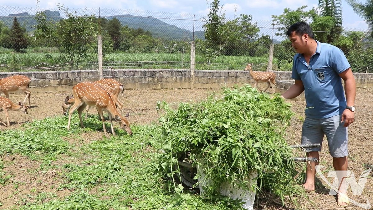Nông dân xã Bằng Vân chọn mô hình chăn nuôi hươu sao, mang lại giá trị kinh tế cao.