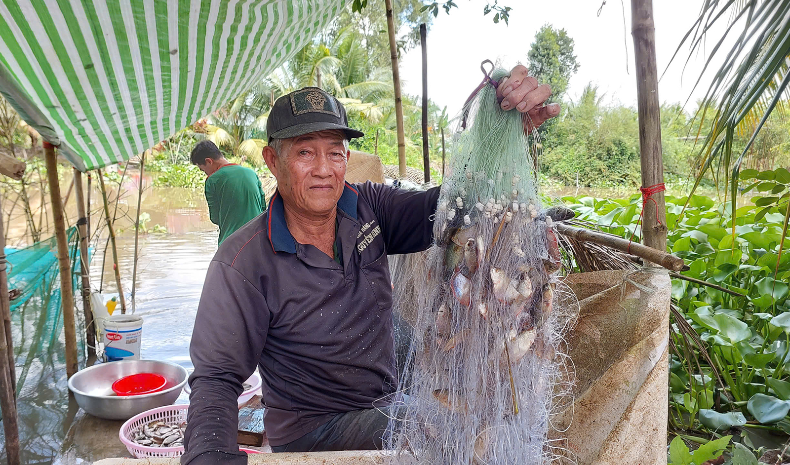 Ông Nguyễn Văn Hà, ngụ ấp Ngọc Thạnh, xã Ngọc Chúc giăng lưới lấy cá làm mắm. Ảnh: ĐẶNG LINH