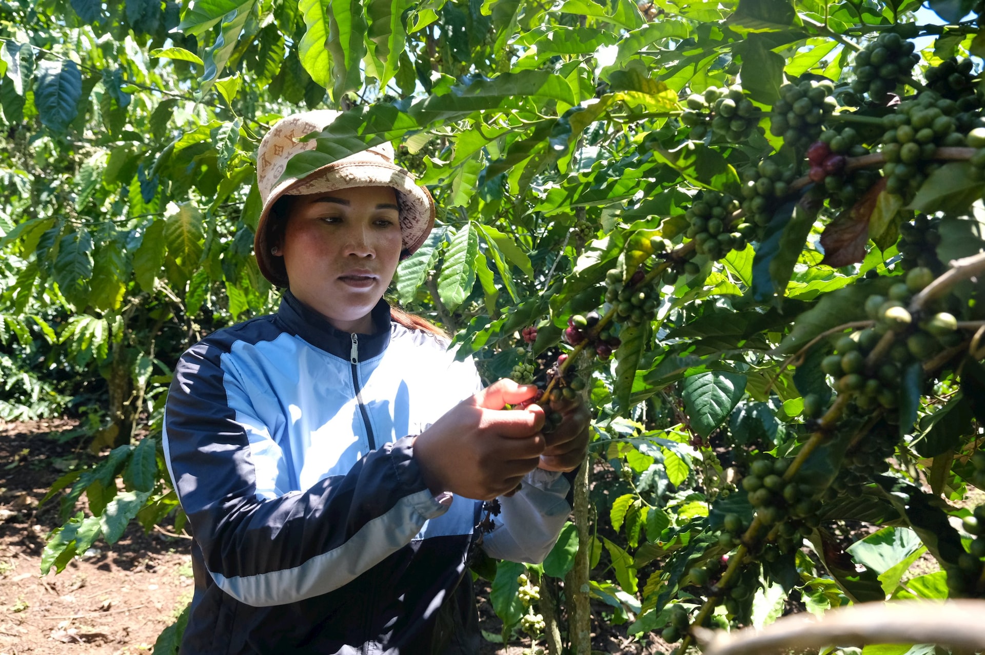 Cà phê mang lại cho người dân thu nhập cao