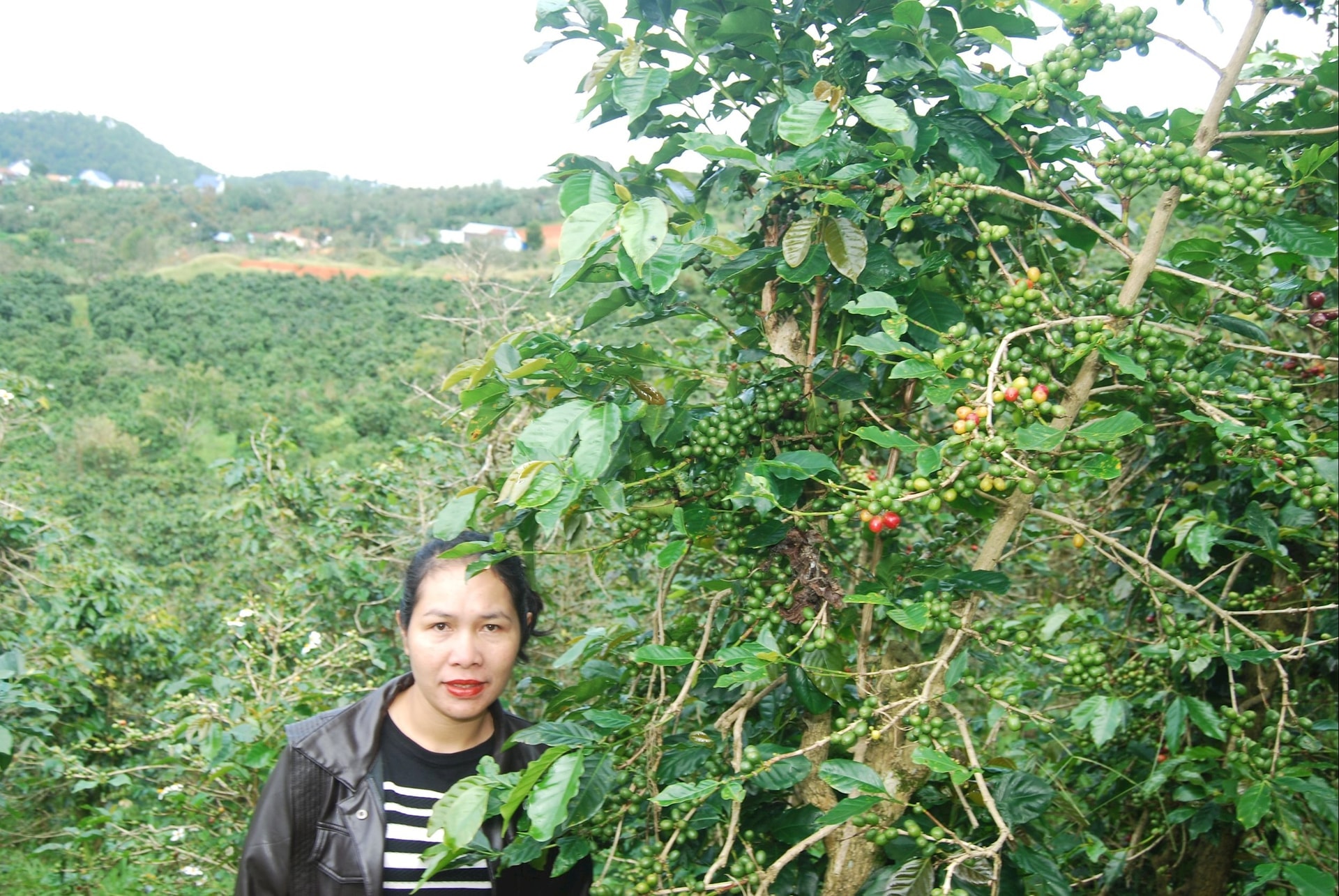 lieng-jrang-k-cham-trong-khu-vuon-ca-phe-khoi-nghiep-tai-xa-lac-duong-tinh-lam-dong.jpg