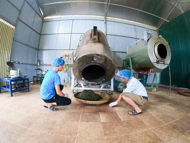 Thành viên trong Hợp tác xã Sơn Trang đang thực hiện công đoạn sao chè.