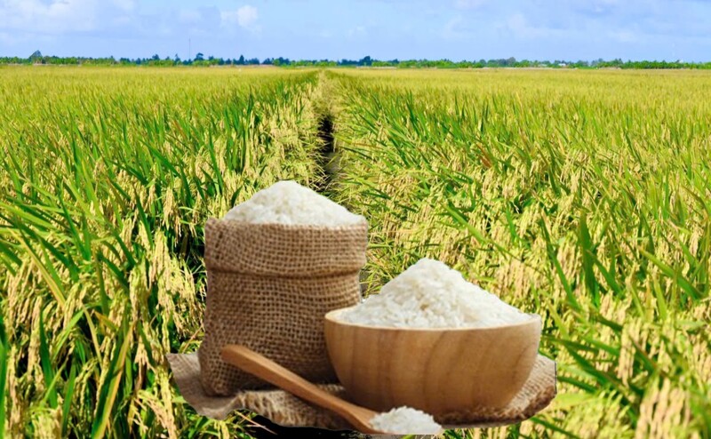 Giá lúa gạo hôm nay ngày 15/10: Gạo xuất khẩu biến động, lúa tươi chững giá. Ảnh:  Thanh Minh.