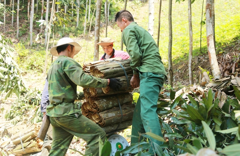 Cây quế đã và đang chứng minh sức sống mãnh liệt trên vùng đất Ba Chẽ