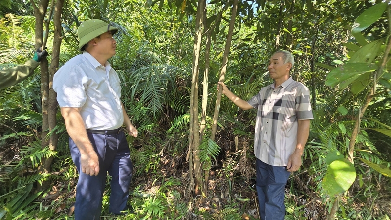 Xây dựng chuỗi liên kết tiêu thụ quế đang trở thành hướng đi tất yếu  Ảnh: Mỹ Dung