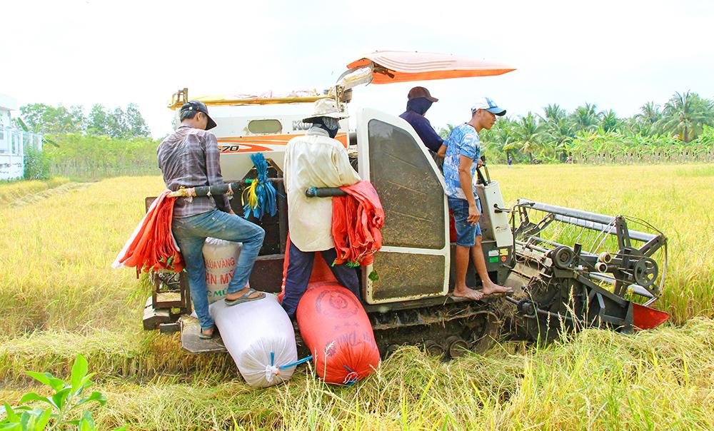 Ngành nông nghiệp cần thực hiện đồng bộ các giải pháp để hoàn thành kế hoạch năm.