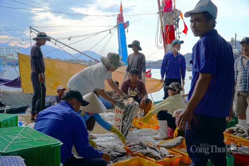 TP. Đà Nẵng thành lập Tổ công tác liên ngành kiểm tra việc xử lý vi phạm trong chống khai thác IUU