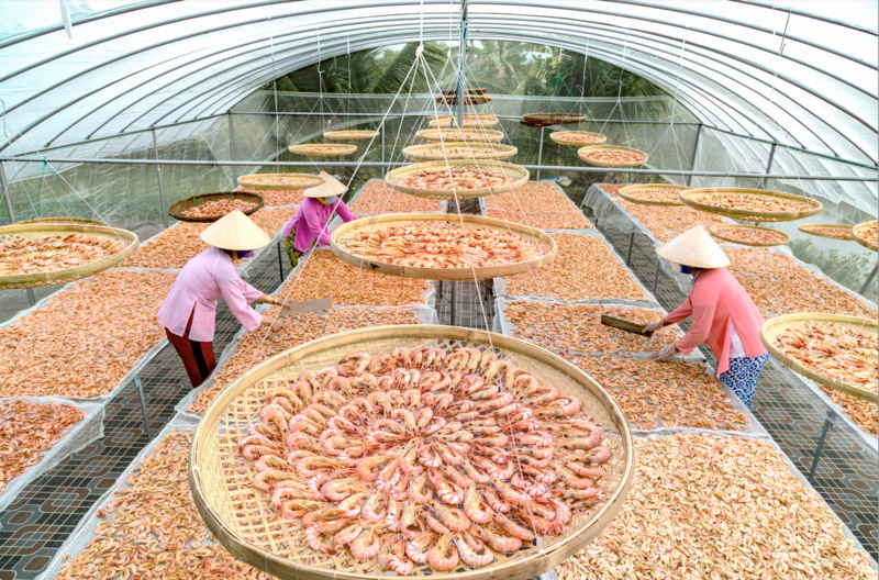 Nghề làm tôm khô truyền thống của Ngọc Giàu.
