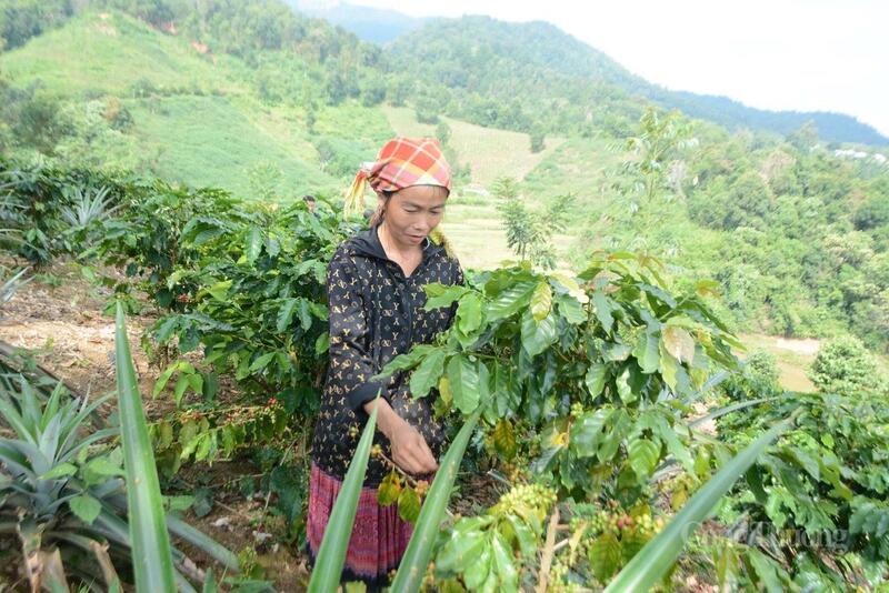 Cây cà phê trên đất Na Son đang trở thành hướng thoát nghèo mới cho vùng đất còn nhiều gian khó.