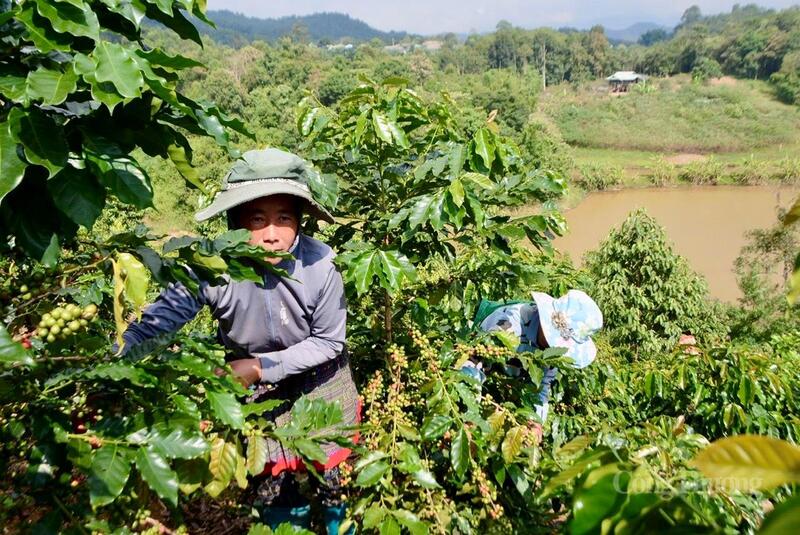 Không chỉ mang lại thu nhập, cây cà phê còn thay đổi tư duy sản xuất của người Mông trên đất Na Son vốn quen lối canh tác cũ.
