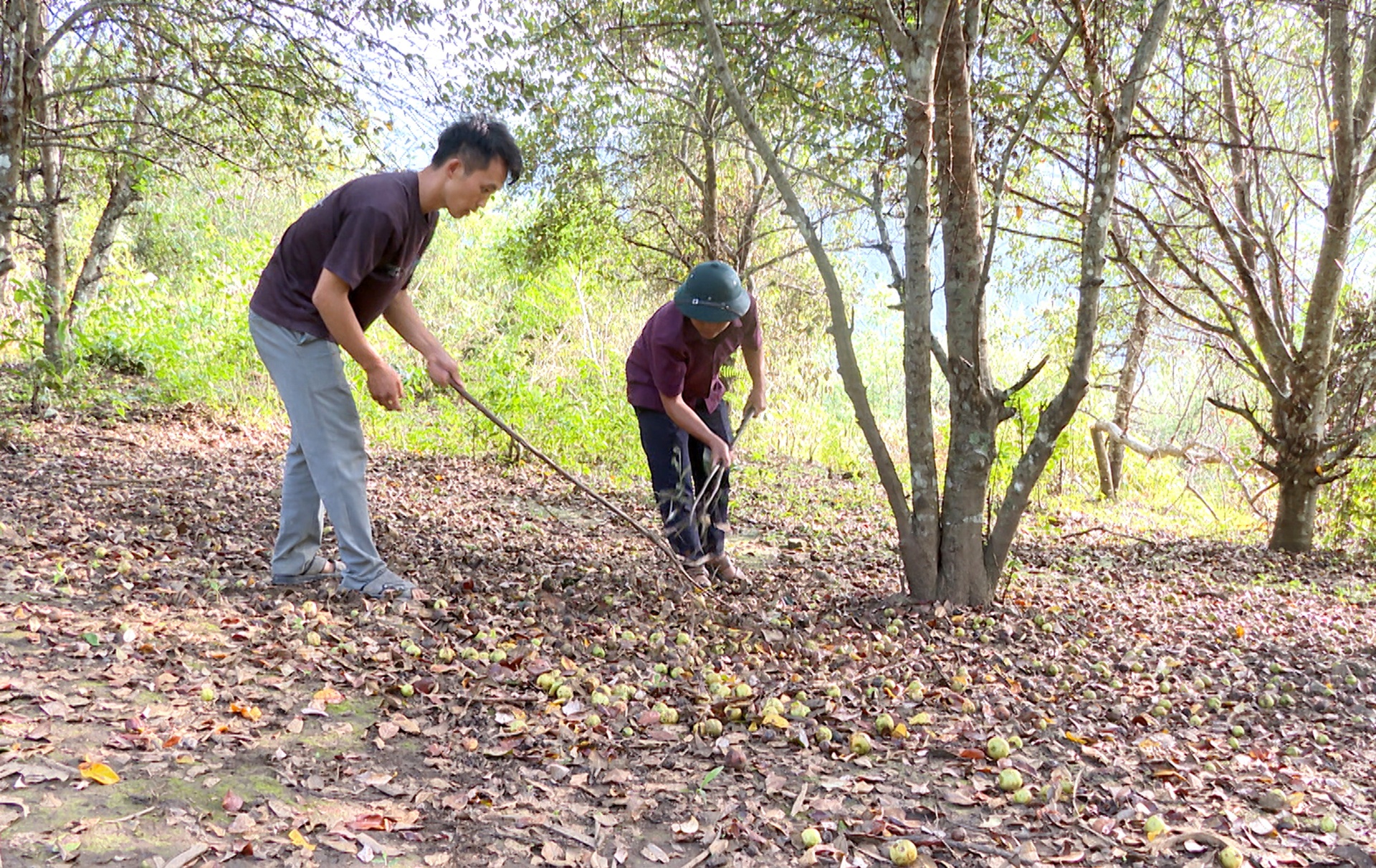 Vì quả sơn tra chưa tiêu thụ được nhiều nên bà con bản Ma Sang (xã Lê Lợi) đành phải để quả rụng. Vì quả sơn tra chưa tiêu thụ được nhiều nên bà con bản Ma Sang (xã Lê Lợi) đành phải để quả rụng.