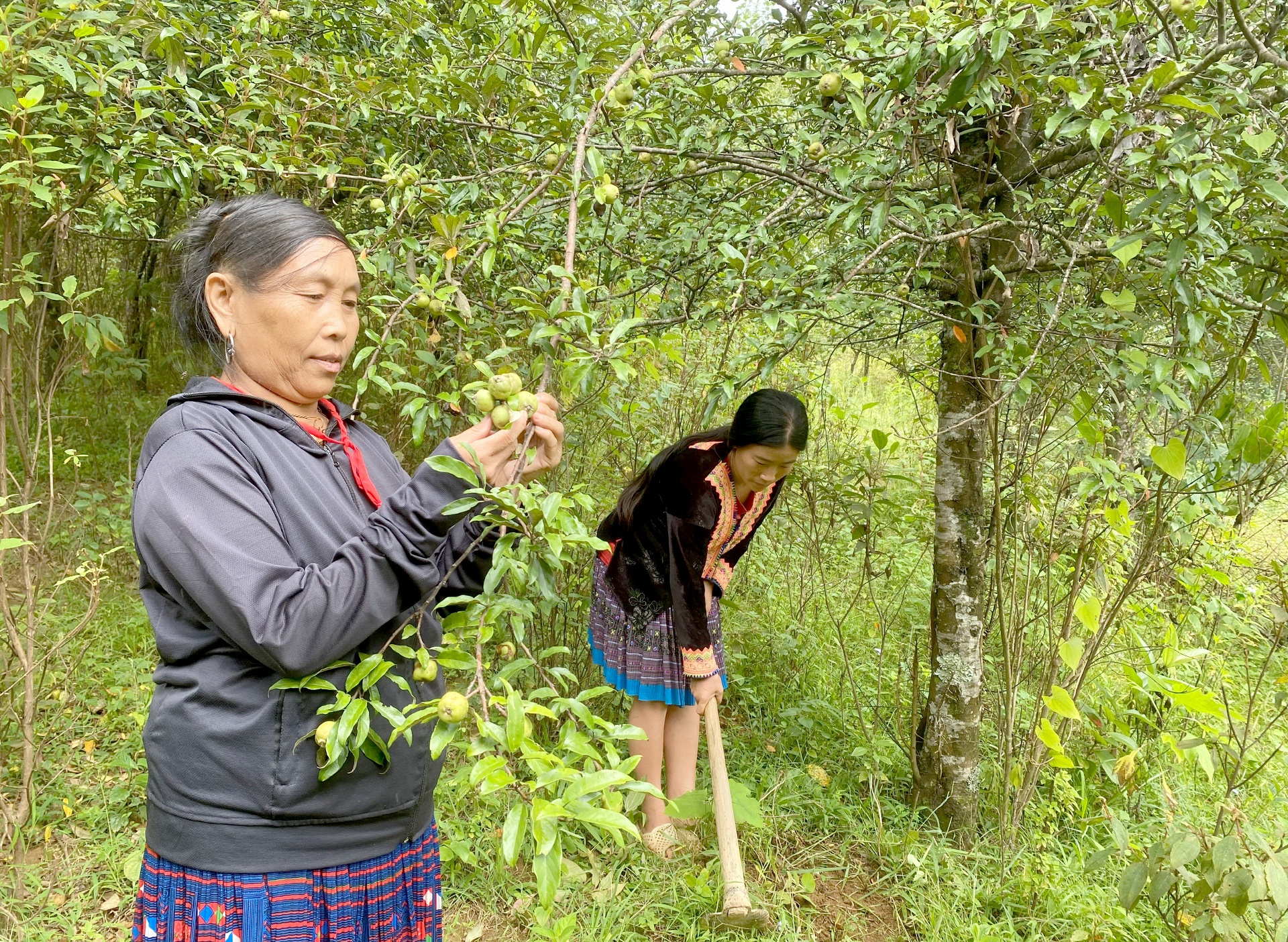 Đến mùa thu hoạch quả sơn tra, bà con nông dân trên địa bàn tỉnh mong muốn có đầu ra ổn định. Đến mùa thu hoạch quả sơn tra, bà con nông dân trên địa bàn tỉnh mong muốn có đầu ra ổn định.