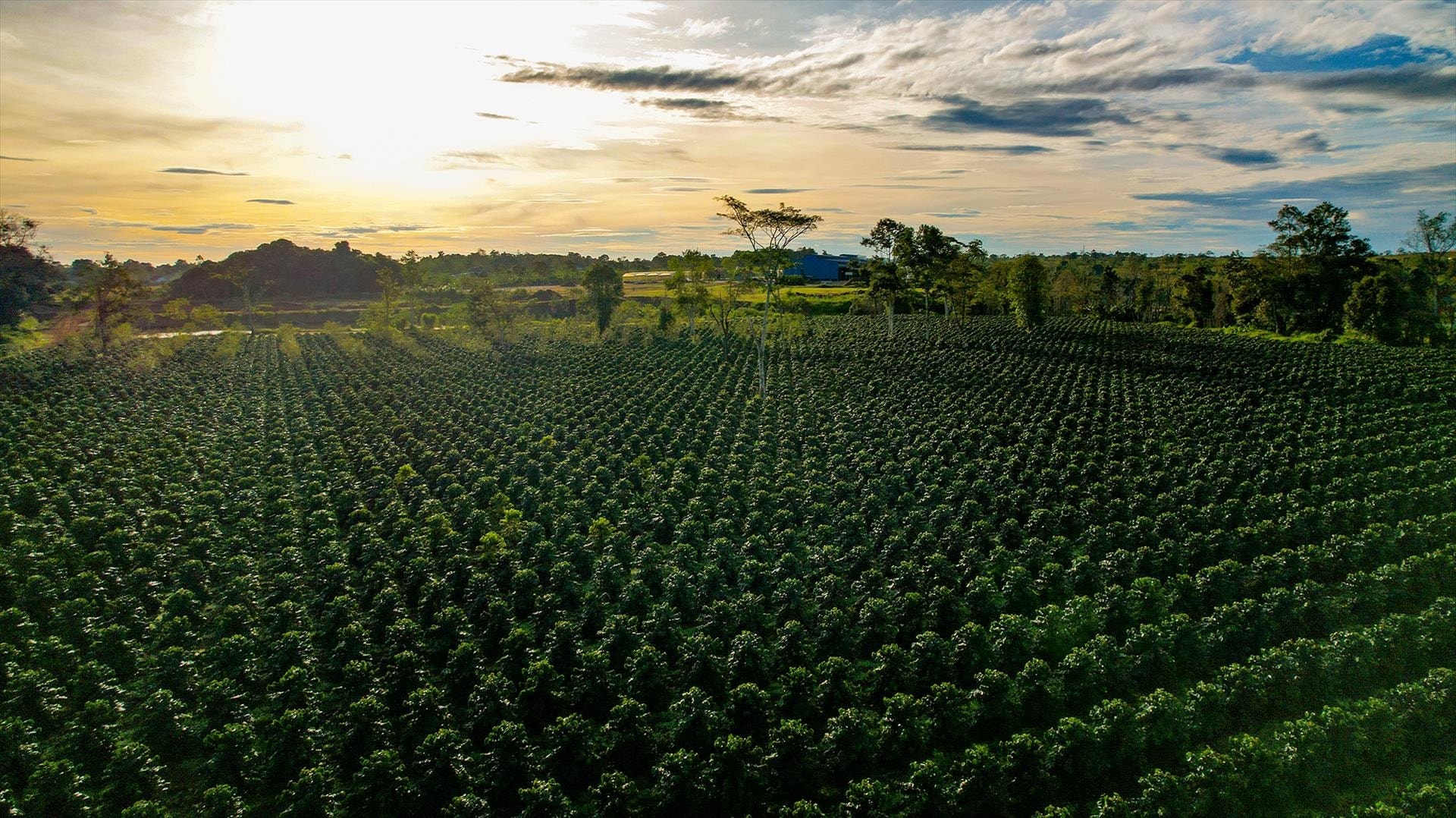 Giá cà phê hôm nay 30 10 Neo cao 115.800 đồng kg – Đắk Lắk dẫn đầu cuộc đua giá