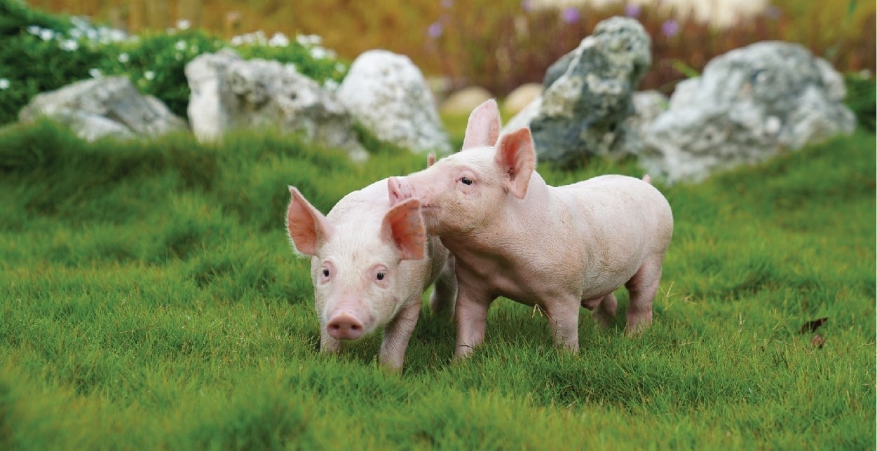 Giá heo hơi hôm nay 30 10 Đỉnh giá giữ vững tại miền Bắc, miền Trung giảm nhẹ