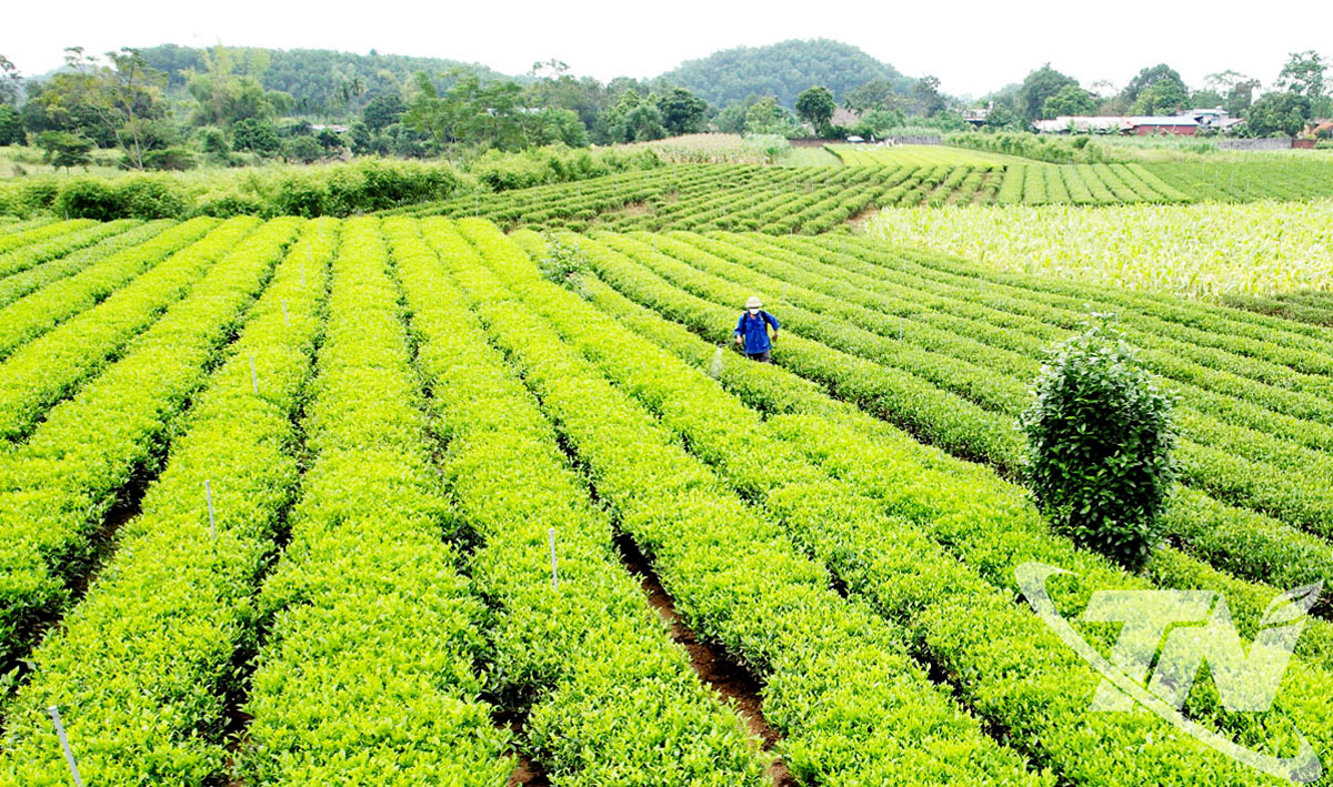 Nông dân xã Đồng Hỷ phun chế phẩm sinh học hữu cơ để dưỡng chè. Ảnh: T.L