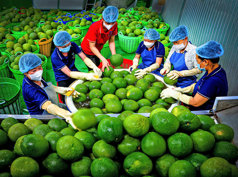 Sơ chế bưởi da xanh xuất khẩu. Ảnh: TRẦN THANH SANG