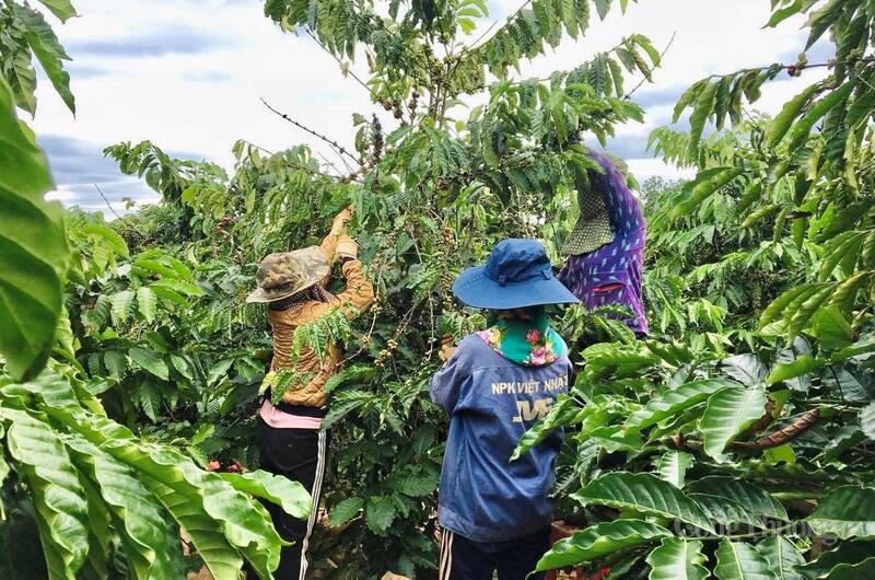 Người dân thu hoạch cà phê. Ảnh: Hiền Mai