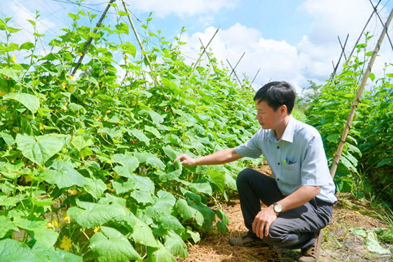 Việc chuyển đổi cơ cấu cây trồng, đưa rau màu xuống ruộng mang lại hiệu quả kinh tế cao hơn.