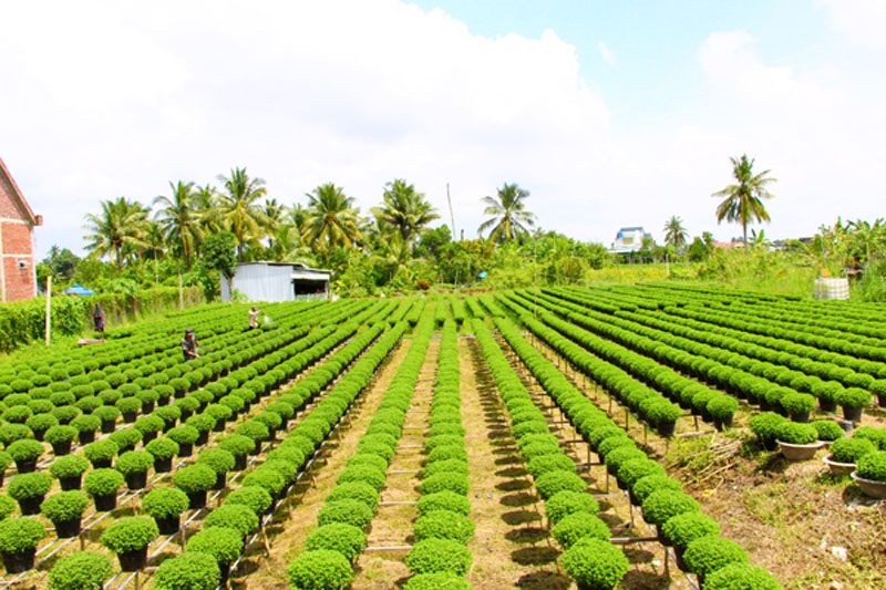 Toàn tỉnh có 14 HTX, 21 tổ hợp tác lĩnh vực cây giống- hoa kiểng tham gia chuỗi giá trị sản phẩm.