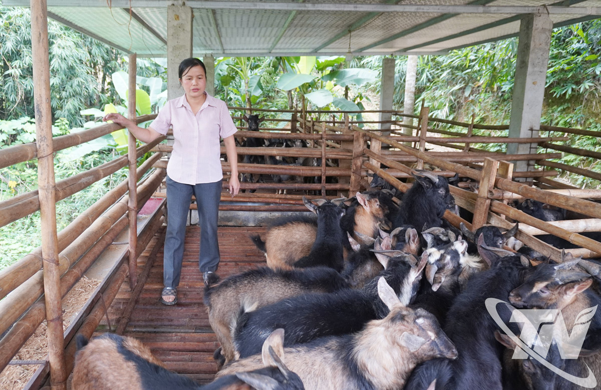 Chị Hoàng Thị Duyên với đàn Dê sinh sản từ Chương trình Mục tiêu quốc gia giảm nghèo bền vững.