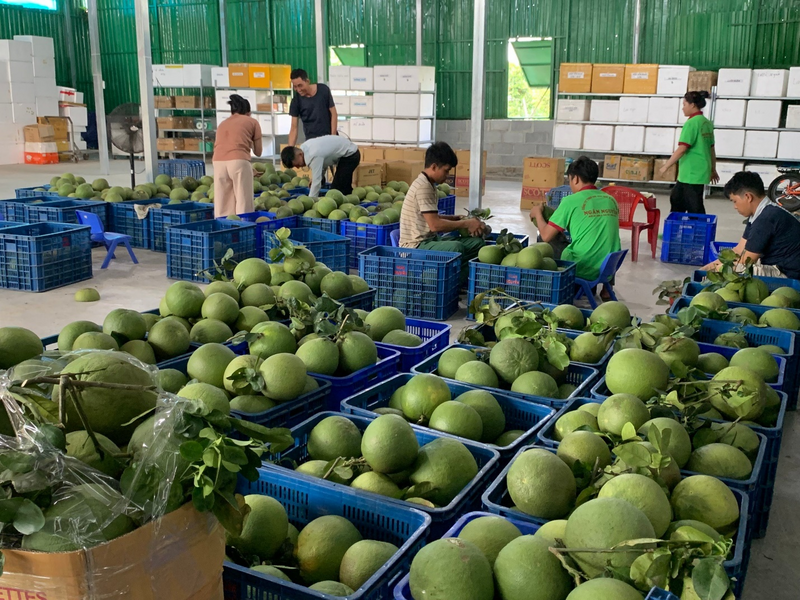 Bưởi da xanh Khánh Vĩnh được người tiêu dùng ưa chuộng, là thương hiệu mới của vùng miền núi Khánh Hòa.